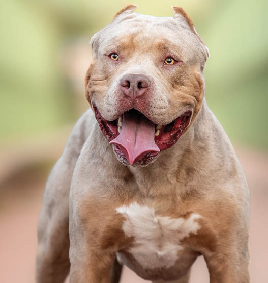 An american bully XL dog in nature