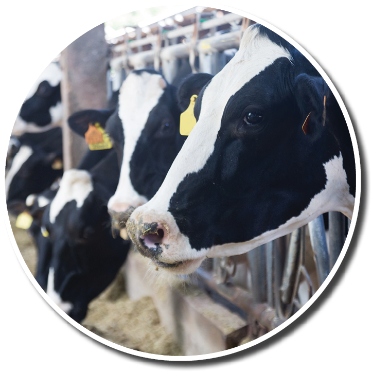 Holstein cows eating hay from manger on farm