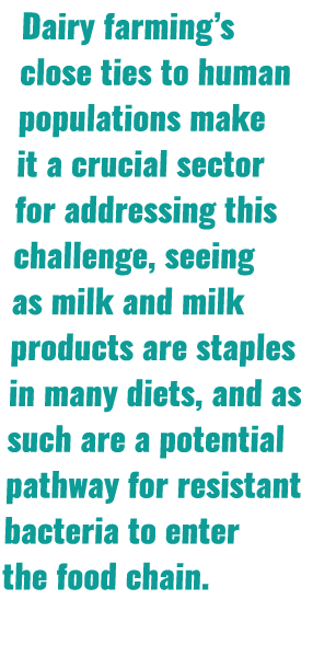Dairy farming’s close ties to human populations make it a crucial sector for addressing this challenge, seeing as mil...