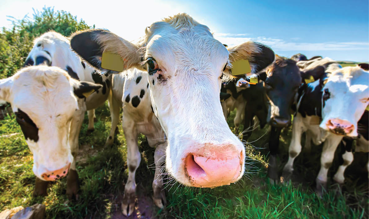 White cow close up portrait on pasture.Farm animal looking into camera with wide angle lens.Funny, cute and adorable moo.Cattle Uk.Big, oversized and pink cow nose.