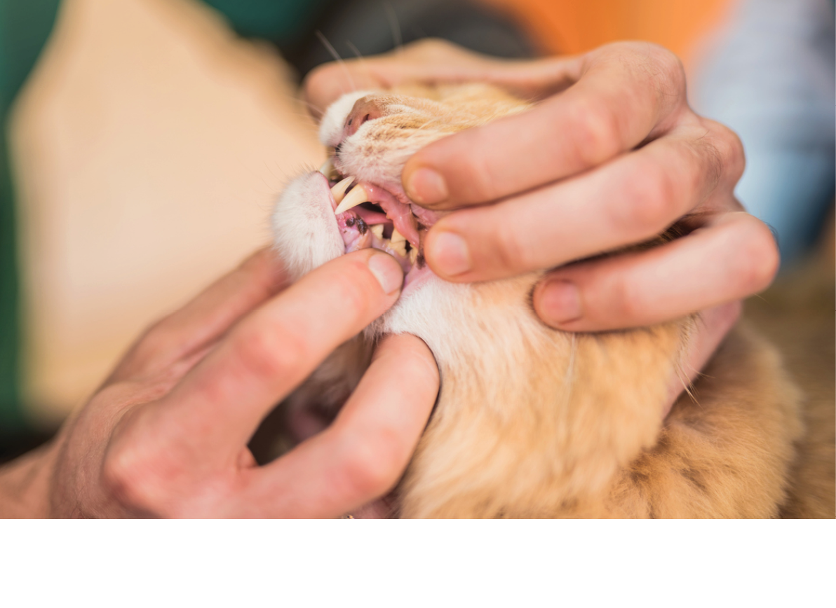 Veterinarian checking young male Maine Coons teeth health.
