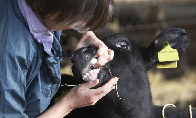 Vet Examining Calf