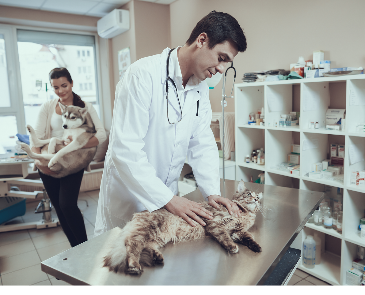 Male veterinarian examines a cat that lies on the table. Woman in the background holding her dog while standing in the doctor office.