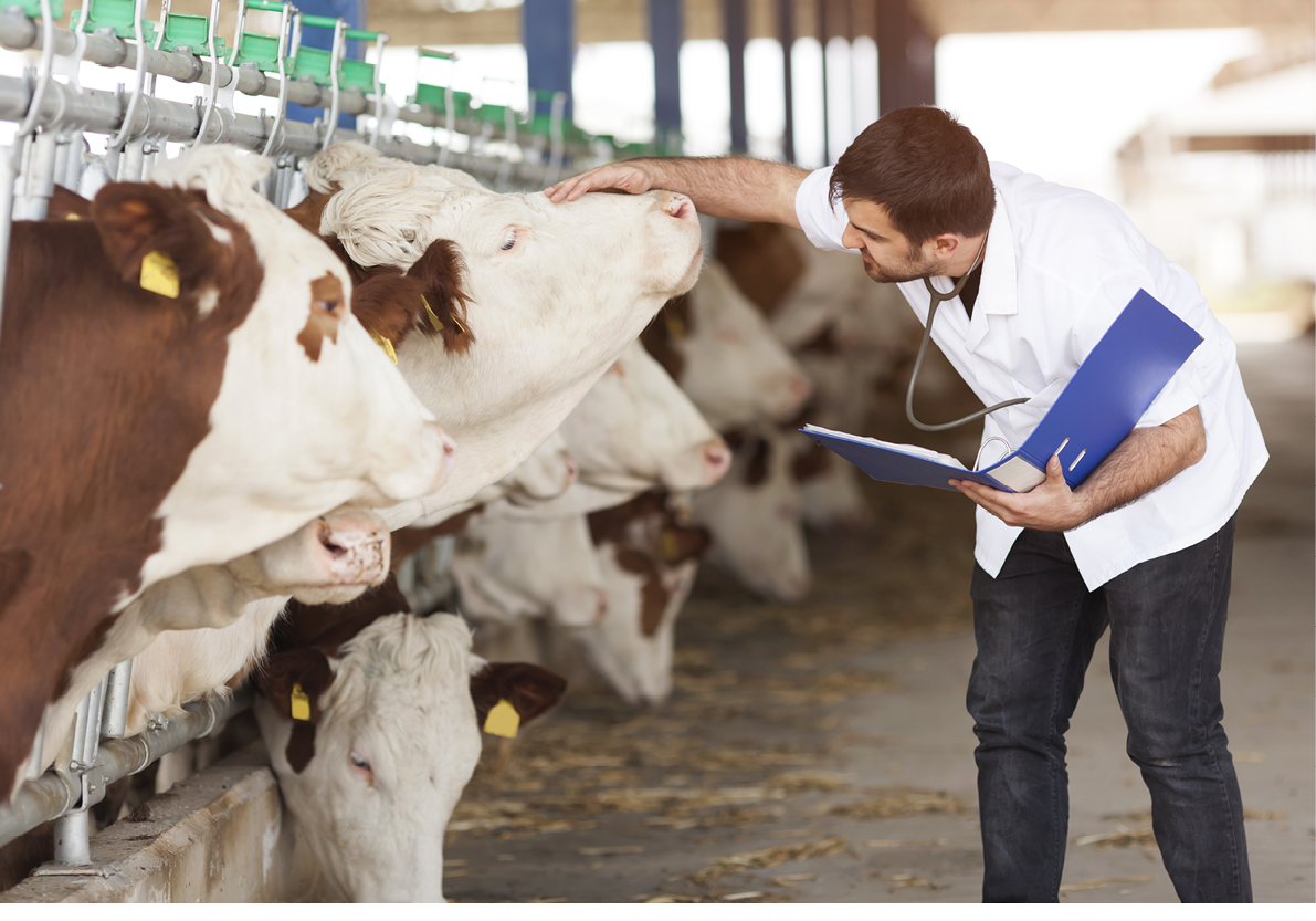 Cow Veterinary