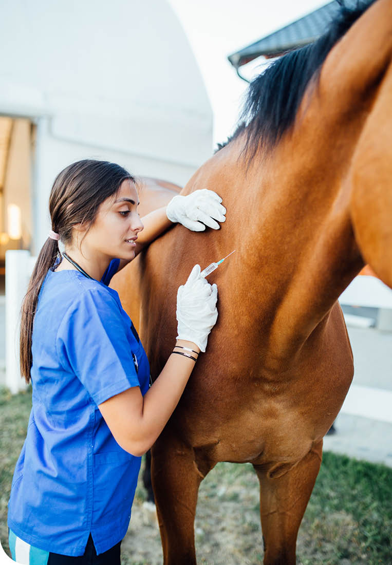 Vet giving injection to a horse. 
