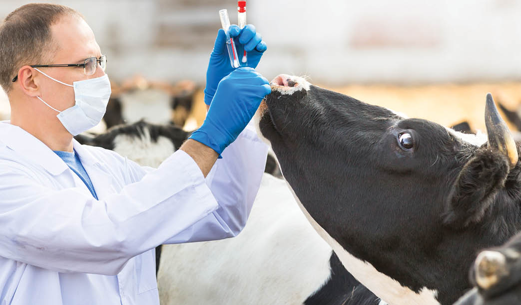 veterinarian examines  animal on the ranch cows