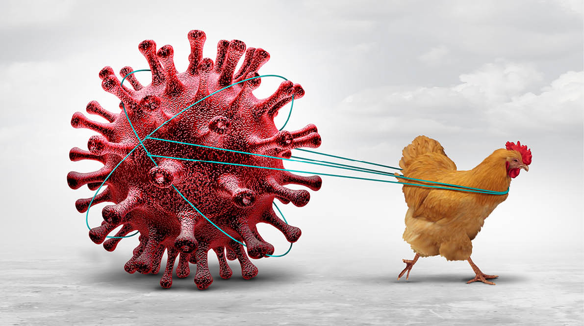 Avian Influenza and Bird flu crisis and poultry virus as a chicken viral infected of fowl livestock as a health risk for global infection outbreak with 3D illustration elements.