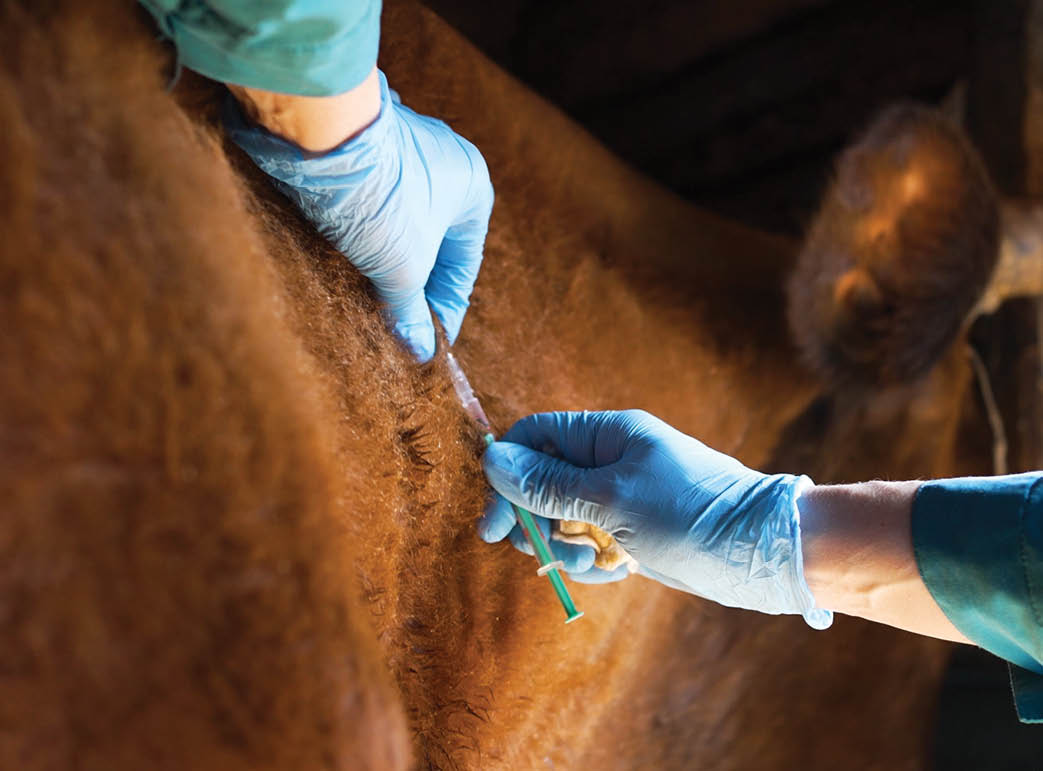 Veterinarian in protective rubber gloves inoculates a cow in the neck against anthrax, close-up hands. Prevention of diseases in cattle, prevention of the spread of dangerous infections.