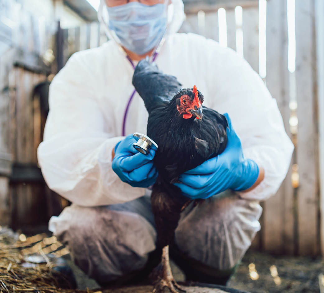 A veterinarian in a protective suit checks the chicken's breathing with a stethoscope, protection against avian flu. Veterinarian holds a chicken, gently examining its health in a sunlit barn. 