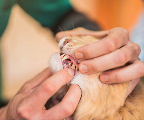 Veterinarian checking young male Maine Coons teeth health.