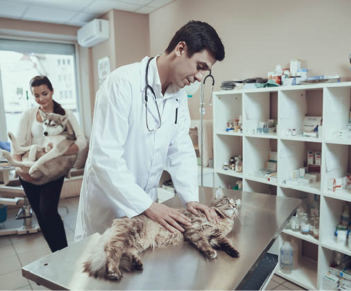 Male veterinarian examines a cat that lies on the table. Woman in the background holding her dog while standing in the doctor office.