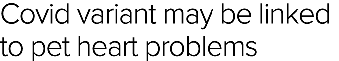 Covid variant may be linked to pet heart problems 