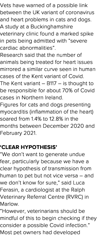 Vets have warned of a possible link between the UK variant of coronavirus and heart problems in cats and dogs  A stud   
