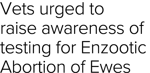 Vets urged to raise awareness of testing for Enzootic Abortion of Ewes