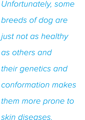 Unfortunately, some breeds of dog are just not as healthy as others and their genetics and conformation makes them mo   