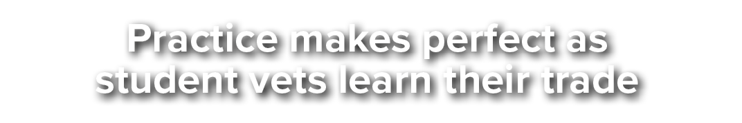 Practice makes perfect as student vets learn their trade