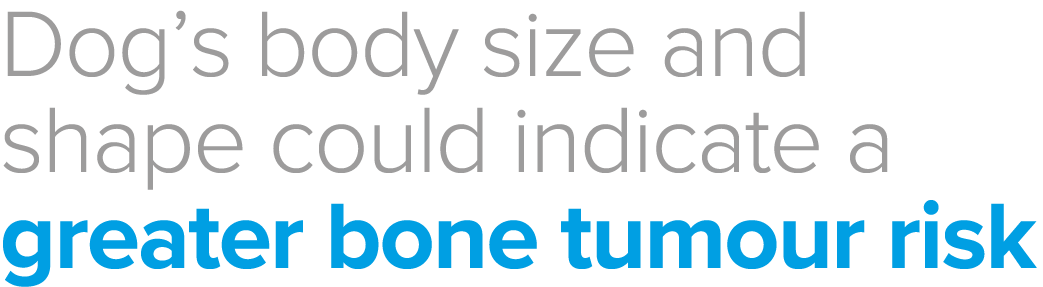 Dog s body size and shape could indicate a greater bone tumour risk