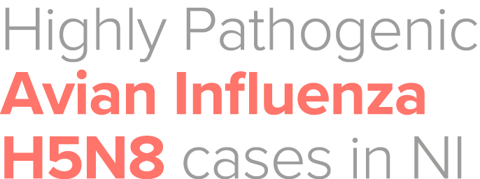 Highly Pathogenic Avian Influenza H5N8 cases in NI