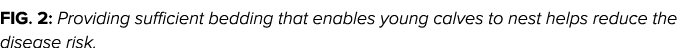 Fig  2: Providing sufficient bedding that enables young calves to nest helps reduce the disease risk 