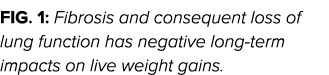 Fig  1: Fibrosis and consequent loss of lung function has negative long-term impacts on live weight gains  