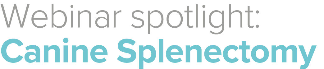 Webinar spotlight: Canine Splenectomy