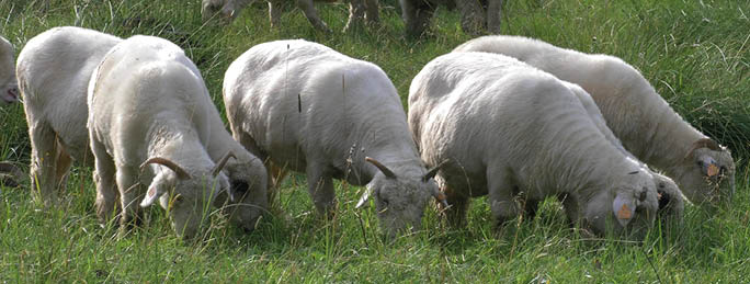 Flock of Sheep on Pasture Meadow at Sunset in Polish Mountains