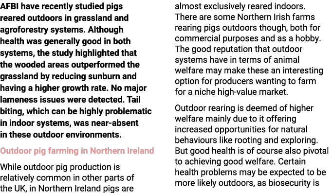 AFBI have recently studied pigs reared outdoors in grassland and agroforestry systems. Although health was generally ...