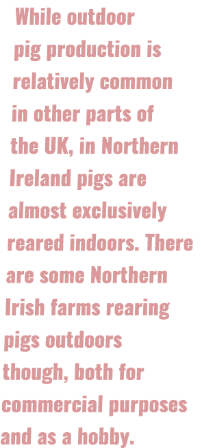 While outdoor pig production is relatively common in other parts of the UK, in Northern Ireland pigs are almost exclu...