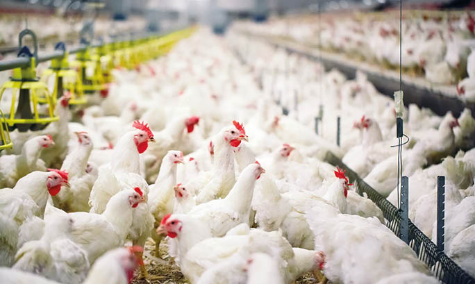 Indoors chicken farm, chicken feeding
