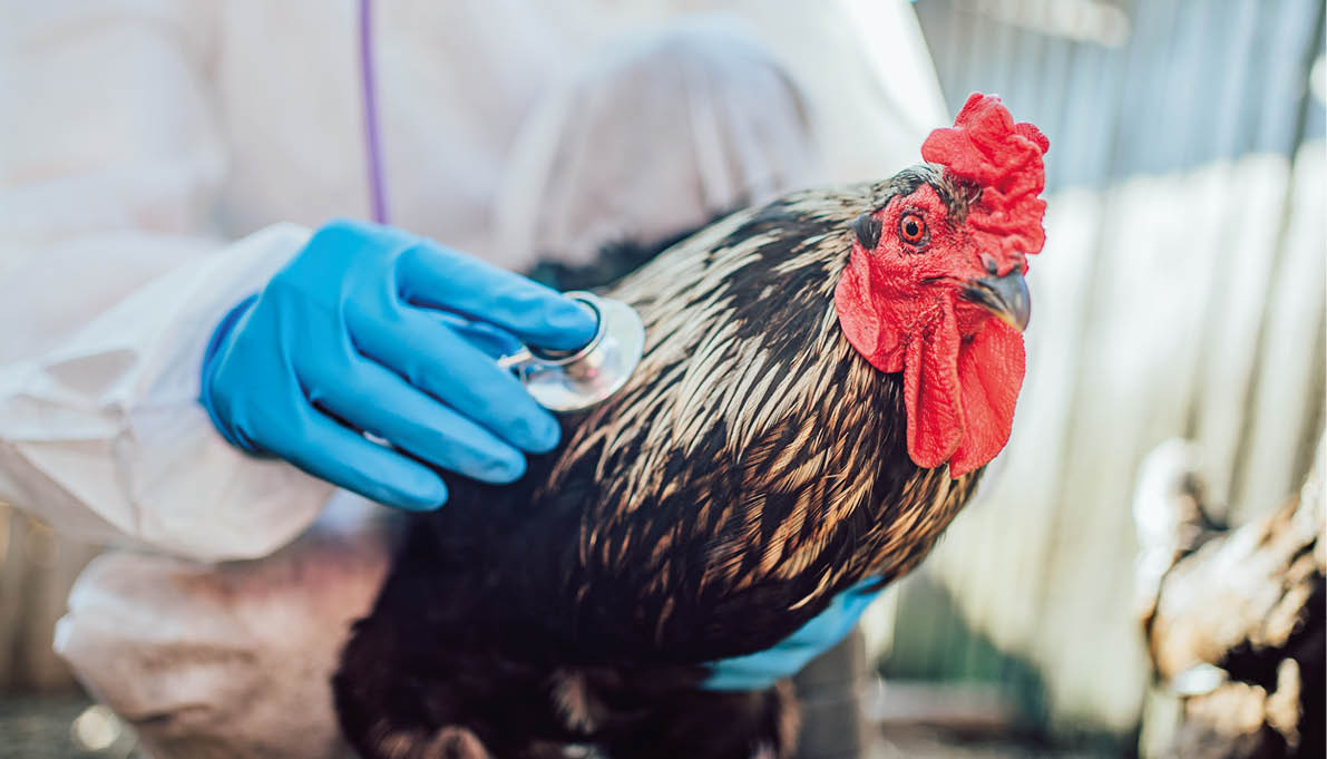Prevention and testing of poultry for avian flu. A close-up image of a veterinarian in a protective suit using a stethoscope on a rooster, highlighting animal care in agricultural settings.