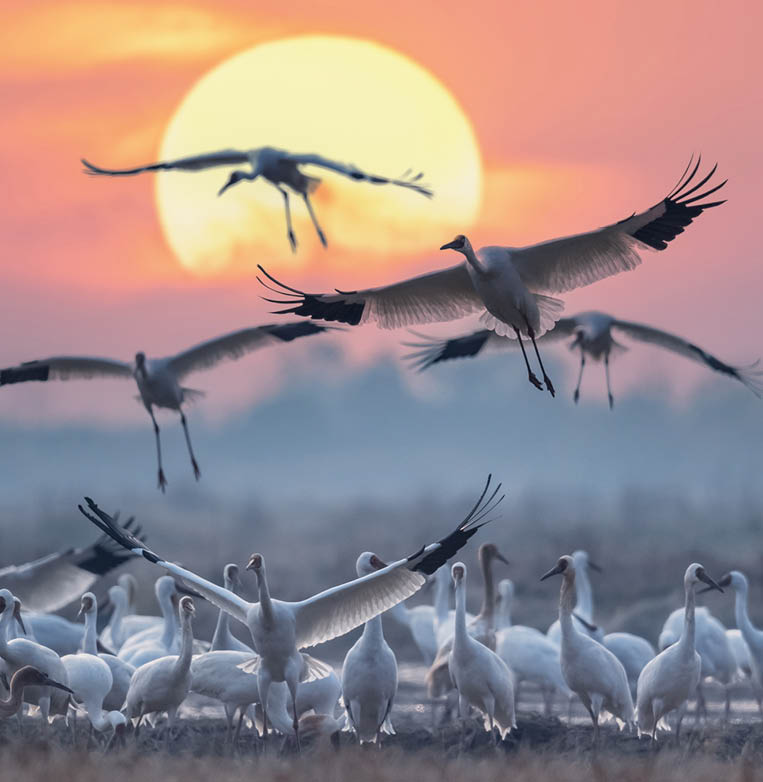 beautiful migratory bird scenes, a flock of the Siberian white cranes under the sunrise