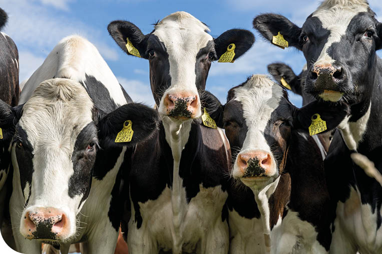 Holstein Friesian cattle (also Schleswig-Holstein breed) with distinctive markings on pasture. Curious cows looking into camera. Tagged ears to identify animals. August day in Estonia.