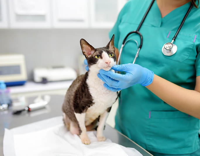 Veterinarian examines a cat of a disabled Cornish Rex breed in a veterinary clinic. The cat has only three legs. Health of pet.