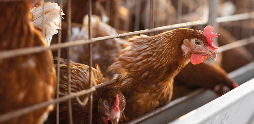 The chickens in the cages, the chickens sit in the open air cages and feed on feed.
