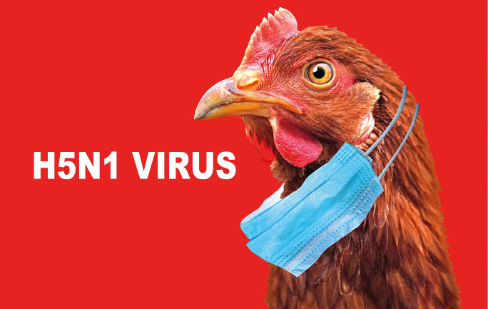 Bird flu H5N1 in China concept with chicken portrait and medical protective mask.