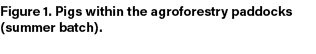 Figure 1. Pigs within the agroforestry paddocks (summer batch). 
