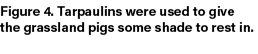 Figure 4. Tarpaulins were used to give the grassland pigs some shade to rest in. 