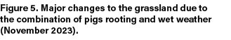 Figure 5. Major changes to the grassland due to the combination of pigs rooting and wet weather (November 2023). 