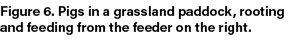 Figure 6. Pigs in a grassland paddock, rooting and feeding from the feeder on the right. 
