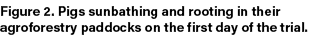 Figure 2. Pigs sunbathing and rooting in their agroforestry paddocks on the first day of the trial.