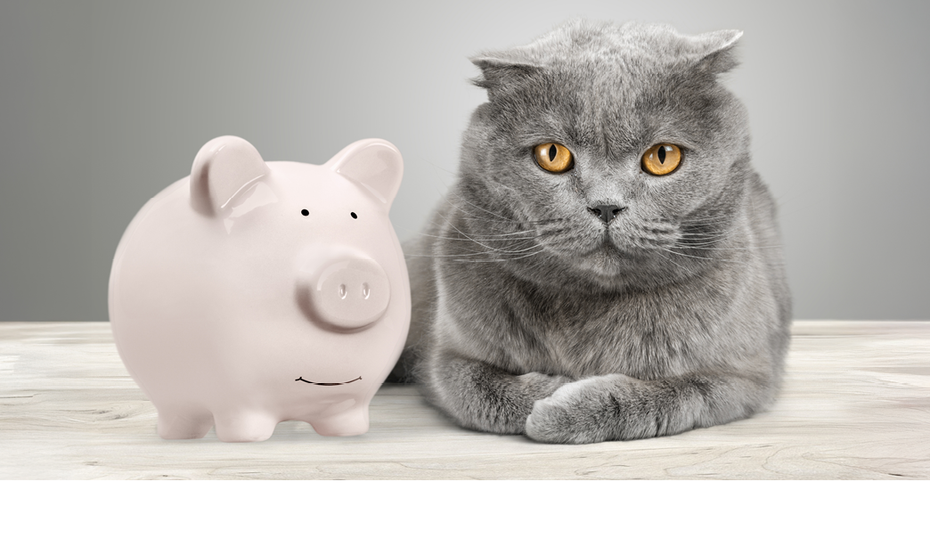 Cat looks into a piggy bank, symbol for costs for an donate animal and veterinary, insurance, retirement planning and investing