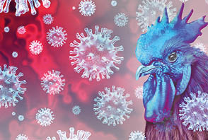 Bird flu virus and rare strain viral infected livestock as chickens and poultry as a health risk for global infection outbreak or agricultural public safety symbol with 3D illustration elements.