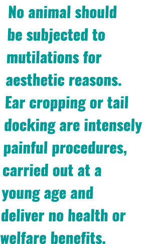No animal should be subjected to mutilations for aesthetic reasons. Ear cropping or tail docking are intensely painfu...