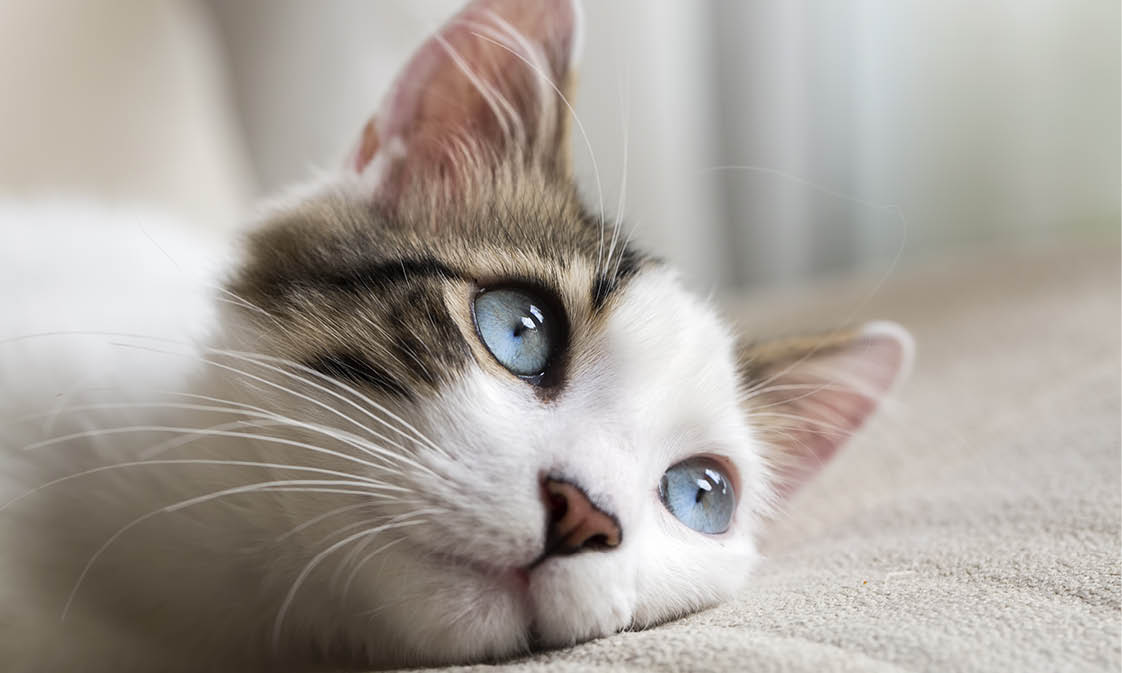 Blue eyed Cat