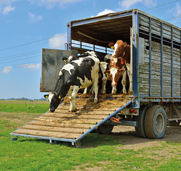 cattle of cows walking out of livestock transport truck in meadow