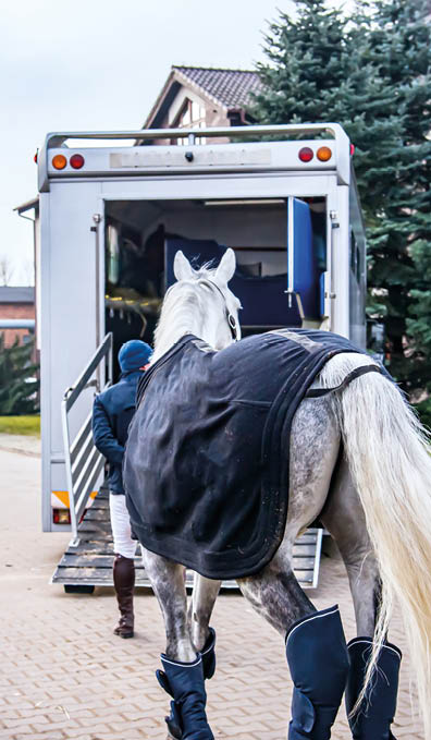 Auto-vehicle for carrying horses. equestrian sport. Jockey and his horse