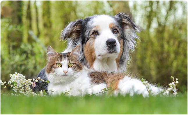 Two friends: Australian Shepherd and cat.