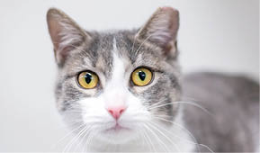A gray and white domestic shorthair cat with its ear tipped, indicating that it has been spayed or neutered and vaccinated