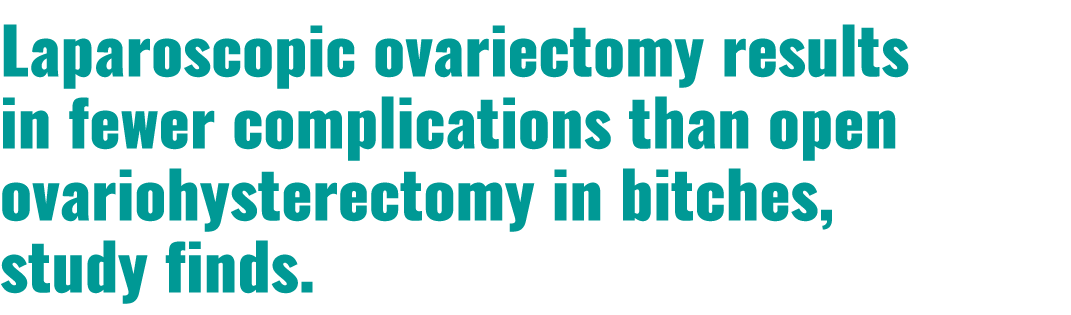 Laparoscopic ovariectomy results in fewer complications than open ovariohysterectomy in bitches, study finds.