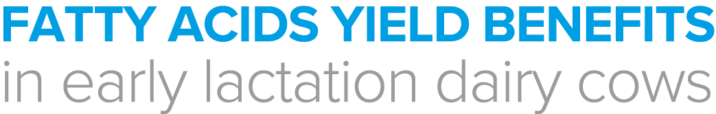 Fatty acids yield benefits in early lactation dairy cows